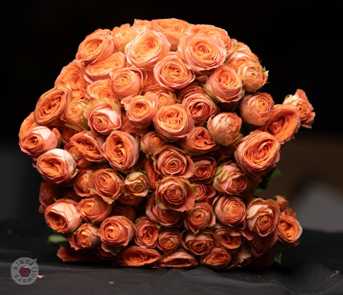 Pink Roses